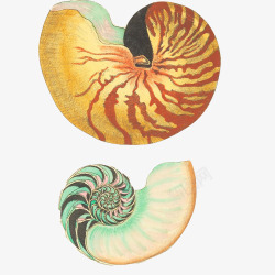 螺壳弯曲海螺手绘画片高清图片