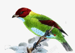 手绘绿翠鸟素材