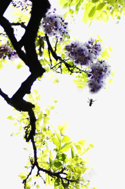 水墨画紫藤花与叶素材