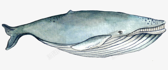 手绘海洋大型动物蓝鲸png免抠素材_88icon https://88icon.com 动物 手绘 条纹 海洋大型 蓝鲸