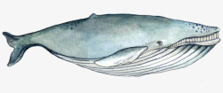 手绘海洋大型动物蓝鲸素材