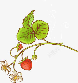草莓果实绿色清新草莓藤高清图片