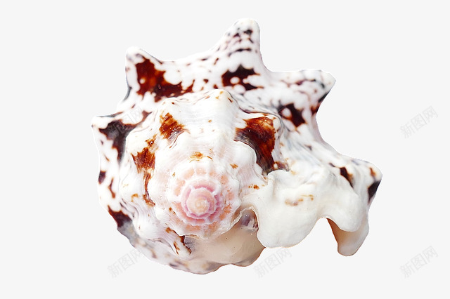 一个星型贝壳png免抠素材_88icon https://88icon.com 壳 海洋生物 海螺 海贝壳 贝壳