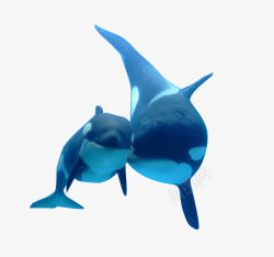 虎鲸母子海洋虎鲸高清图片