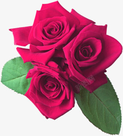 紫红色的玫瑰花素材