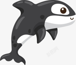 世界海洋日黑色虎鲸素材