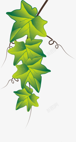 栀子花树藤素材