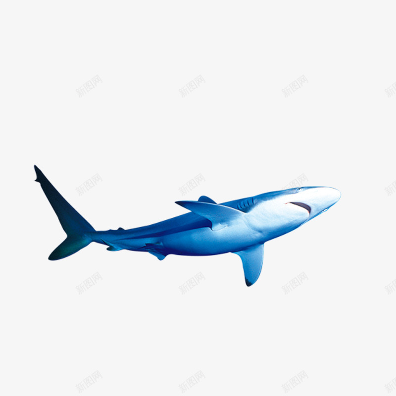 一只鲨鱼png免抠素材_88icon https://88icon.com 动物 海洋动物 肉食动物 蓝色