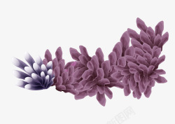 紫色珊瑚素材