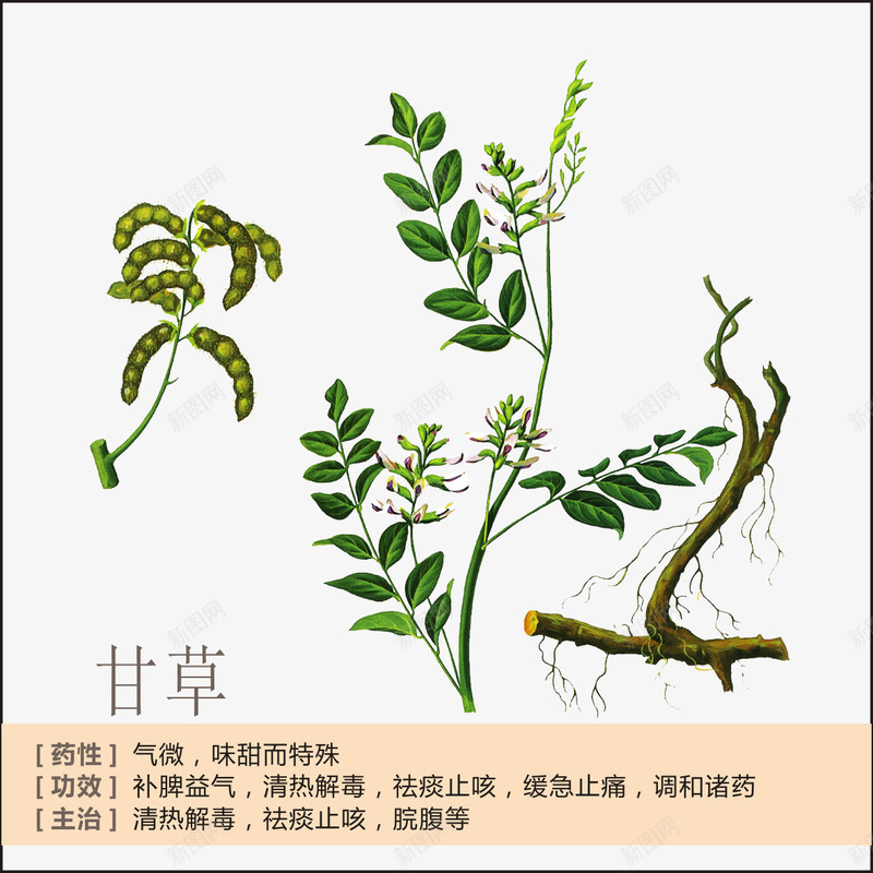 甘草简介png免抠素材_88icon https://88icon.com 中草药 中药 中药绘画 草药 草药功能介绍