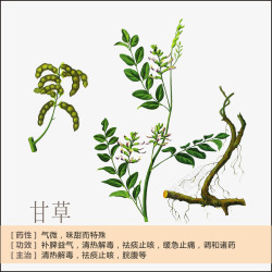 中药介绍短文甘草简介高清图片