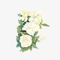 欧美风格装饰画花卉彩绘白色花卉装饰图高清图片