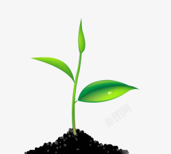 绿豆叶一颗长绿叶的豆科植物高清图片