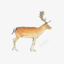 手绘水彩绘画动物麋鹿素材