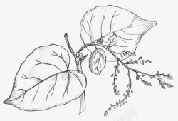 枝杈铅笔手绘花朵高清图片