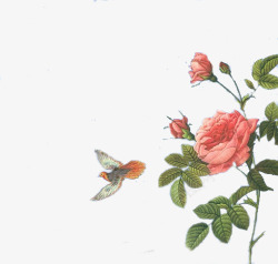 花和鸟花和鸟高清图片
