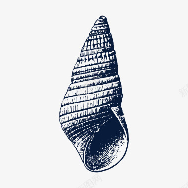 装饰羽毛花纹手绘尖海螺贝壳图标图标