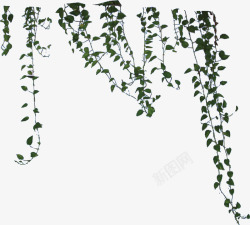 树藤藤蔓绿色植物素材