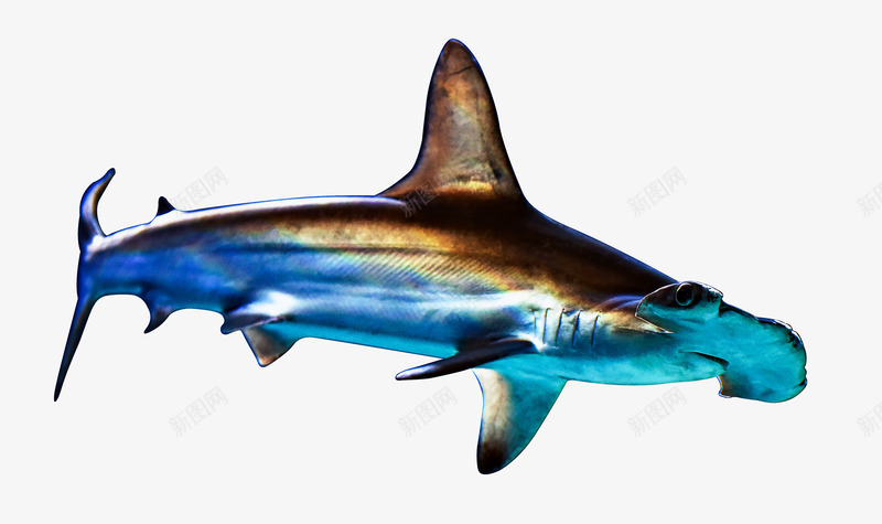 海洋扁鲨sharkpng免抠素材_88icon https://88icon.com 海洋 海鲜 鱼 鲨鱼