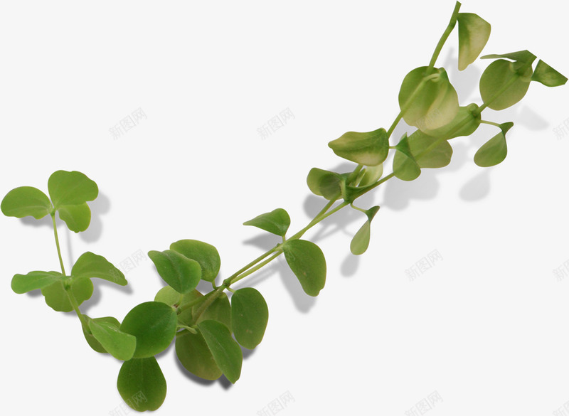 圆形绿色叶片藤蔓金秋png免抠素材_88icon https://88icon.com 叶片 圆形 绿色 藤蔓 金秋