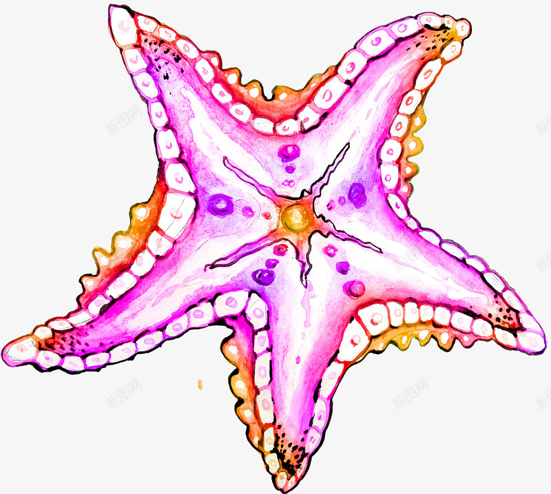 粉色海洋生物png免抠素材_88icon https://88icon.com 唯美 手绘 水墨画 水彩画 海星 海洋生物 粉色 艺术 装饰图案