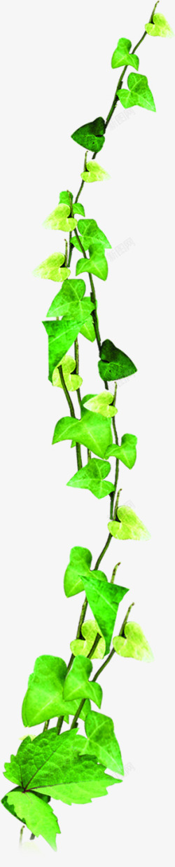 绿色藤蔓春天植物装饰素材