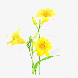彩绘水仙矢量图黄色水仙花彩绘高清图片