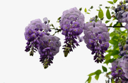 倒挂倒挂的紫藤花高清图片