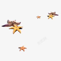 海星贝壳素材