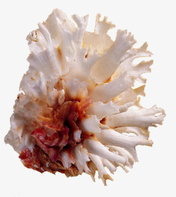 贝壳型珊瑚海螺高清图片