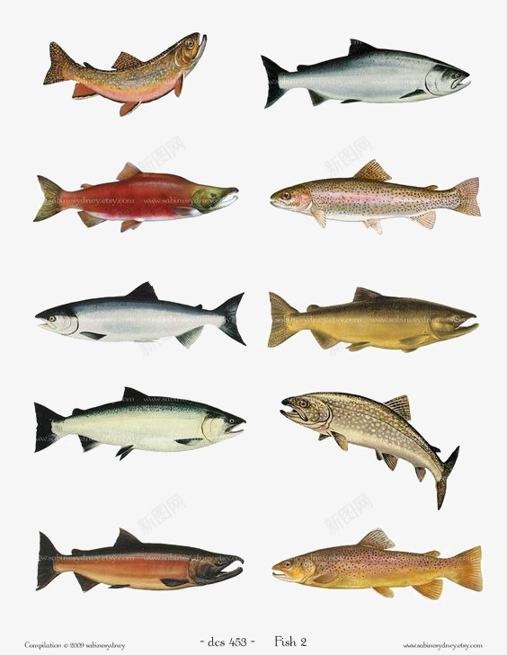 沙丁鱼png免抠素材_88icon https://88icon.com 卡通沙丁鱼 小鱼 手绘沙丁鱼 海洋 鱼群