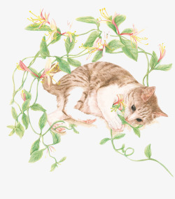 蔓藤植物猫高清图片