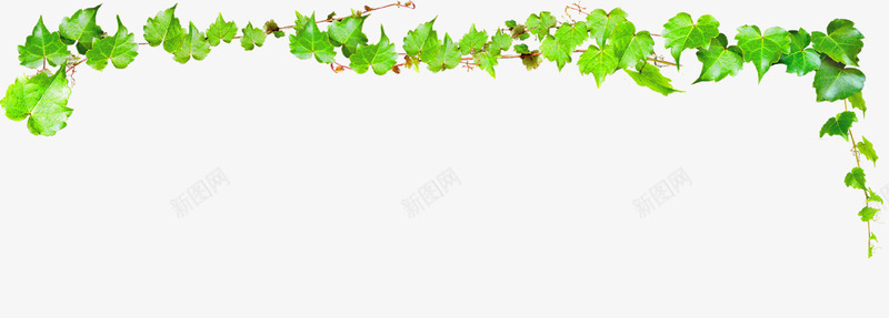 合成效果绿色的藤蔓植物png免抠素材_88icon https://88icon.com 合成 效果 植物 绿色 藤蔓