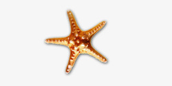 海洋棘皮动物海星高清图片