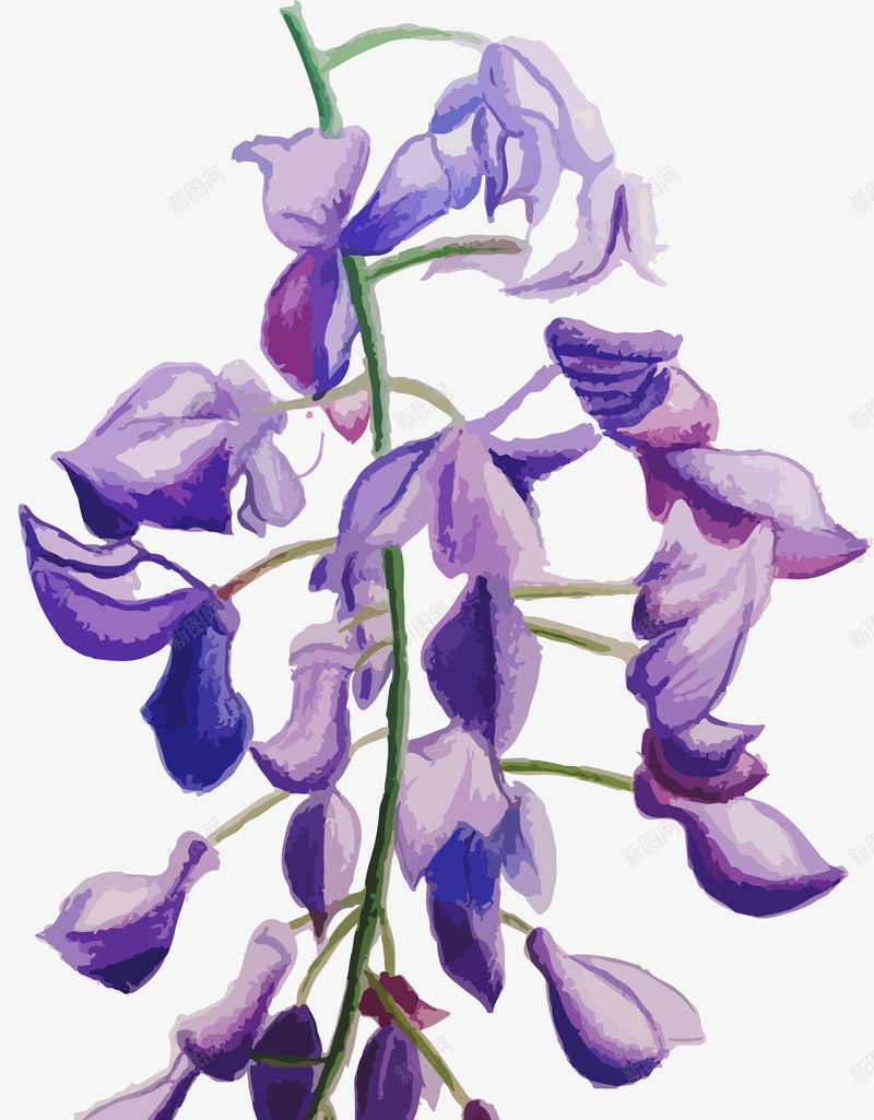 彩铅紫藤png免抠素材_88icon https://88icon.com 彩铅 手绘 手绘紫藤 植物 独枝 紫色 紫藤 花朵