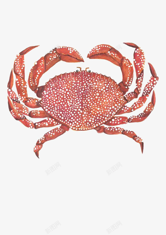 卡通螃蟹png免抠素材_88icon https://88icon.com 大螃蟹 手绘螃蟹 海洋 海鲜 红螃蟹 螃蟹插画