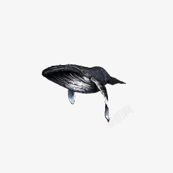 手绘一只黑色座头鲸海洋生物插画素材
