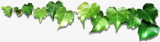 绿色藤蔓树叶装饰素材