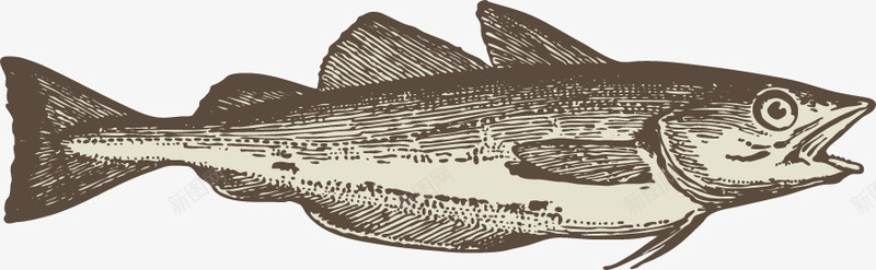 海洋动物手绘素描png免抠素材_88icon https://88icon.com 平面设计 手绘 插画 海洋动物 素描 鱼