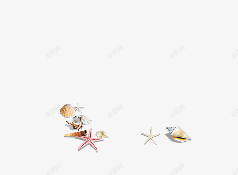 海星贝壳png免抠素材_88icon https://88icon.com 海底生物 海星 海洋元素 贝壳