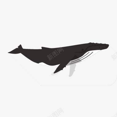 卡通一只黑色座头鲸插画图标图标