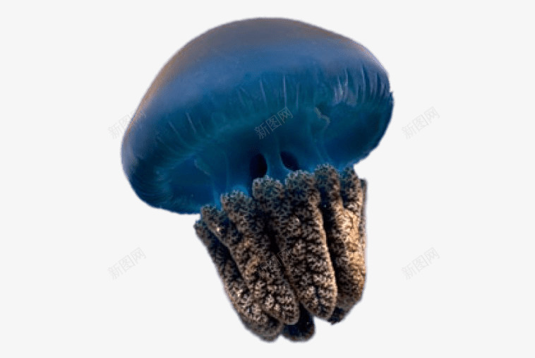 大海里的水母png免抠素材_88icon https://88icon.com 动物 动物世界 动物园 大海 彩色水母 水母 海洋 生物 野兽 野生动物