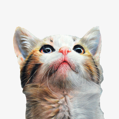 小猫仰头片psd免抠素材_88icon https://88icon.com 写实逼真 头像 彩绘画 猫咪 猫咪头像