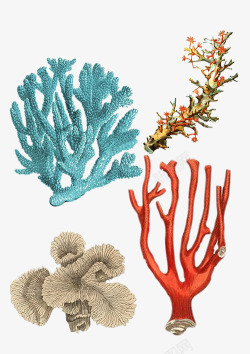 珊瑚虫海洋珊瑚手绘高清图片