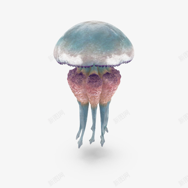 海洋生物水母蓝色png免抠素材_88icon https://88icon.com 水母 海洋 生物 蓝色