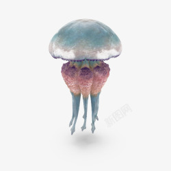 海洋生物水母蓝色素材