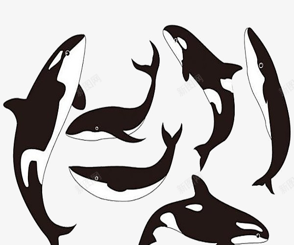 虎鲸图案png免抠素材_88icon https://88icon.com 尾部 海洋生物 眼睛 虎鲸 鳍 黑色虎鲸