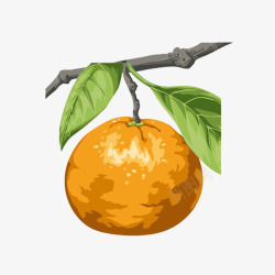 挂在枝头的柑橘手绘图素材
