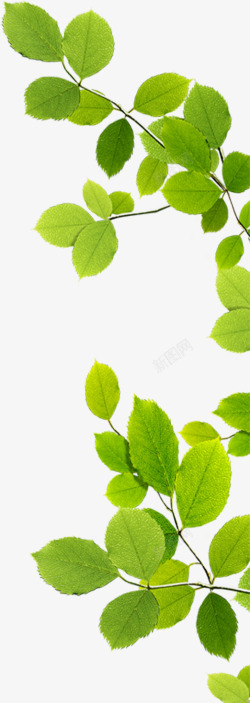 绿色清新树叶藤蔓素材
