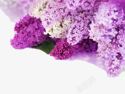优雅一簇簇紫藤素材